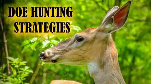 Doe Hunting Strategies | Deer Talk Now