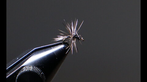 Cecil's Micro Gnat