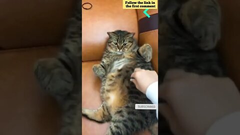 cute cat videos 😹 funny videos 😂 644 😻#shorts #shortsfunny #cutecat #catvideos #catsfood #catscare