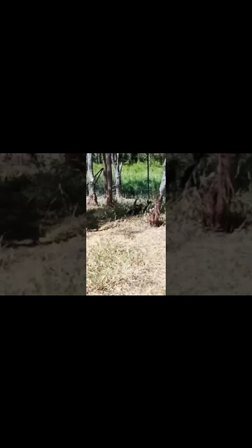 Ducklings are having a rest in the shade