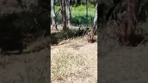 Ducklings are having a rest in the shade