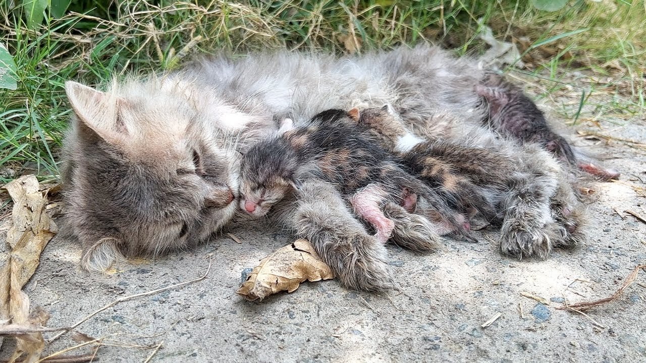 After the accident, she was left on the side of the road, no one stopped the car