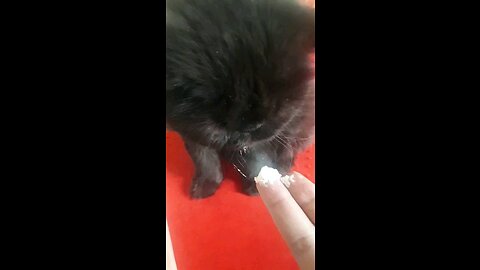lovely cat