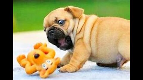 You will laugh at all the DOGS 🤣 Funny DOG Videos 😂🐶