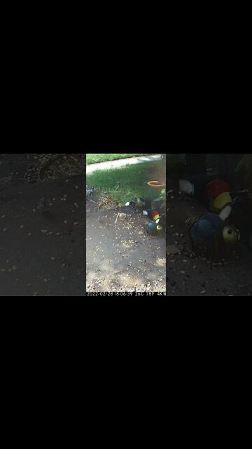 The Sparrow Said Nope! #Shorts 🌞