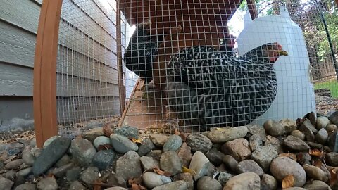 My Backyard Chickens - Episode 71