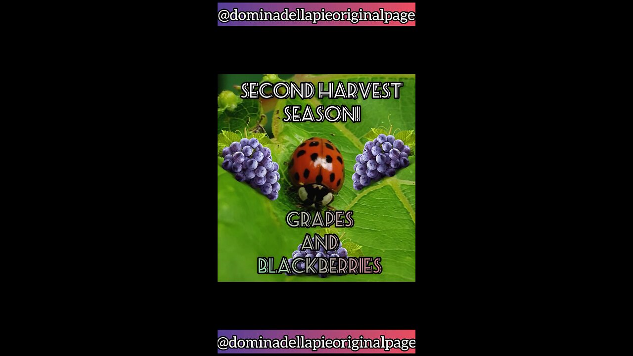 Second Harvest Season