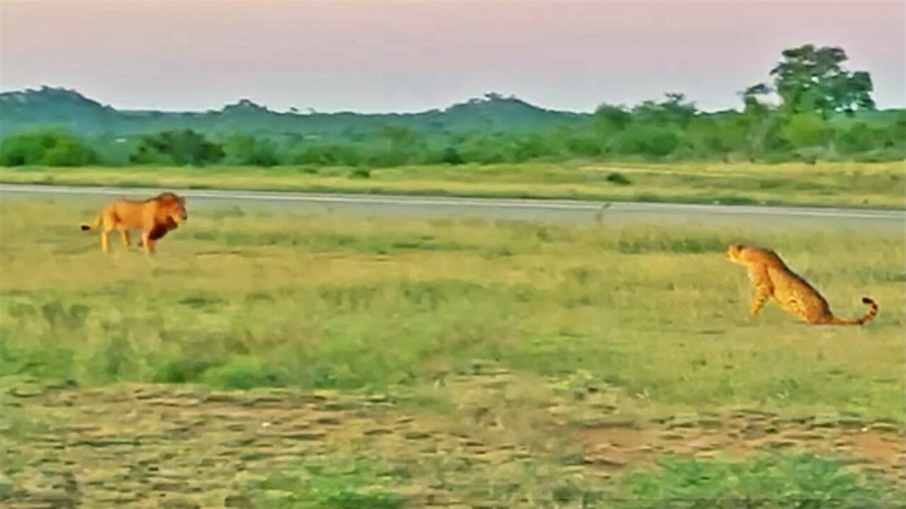 Lion Stalks and Chases Cheetah