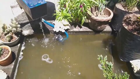 Mini-pond.
