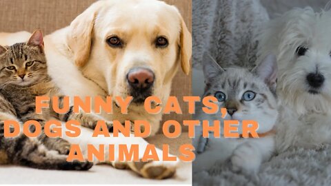 Funny cats, dogs and other animals - Funny pet compilation | Funny cute pets lovers