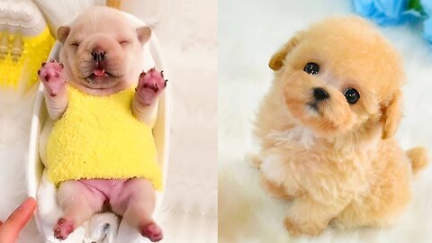 Cute And Funny Baby Animal Video