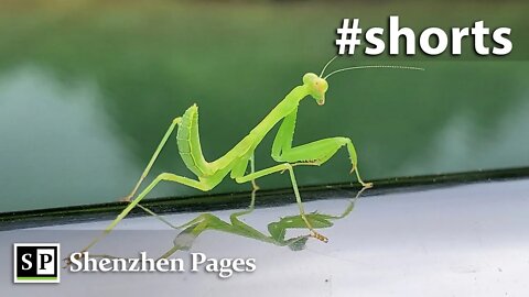 Cute mantis in Shenzhen