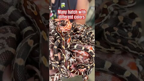 HOLDING 26 SNAKES! #nature #reptiles #snakes #snakevideo #cornsnake #animals #crittercam #wildlife