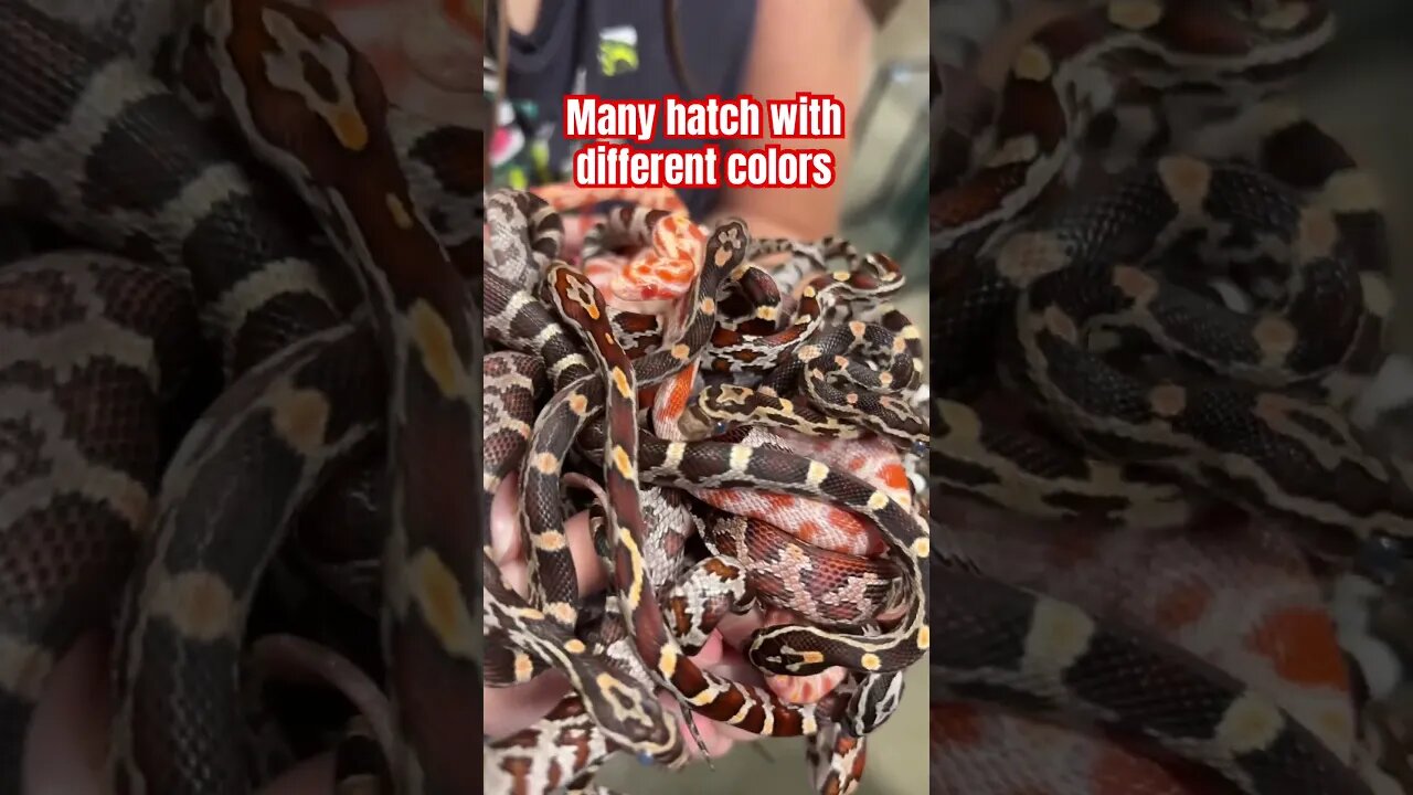 HOLDING 26 SNAKES! #nature #reptiles #snakes #snakevideo #cornsnake #animals #crittercam #wildlife