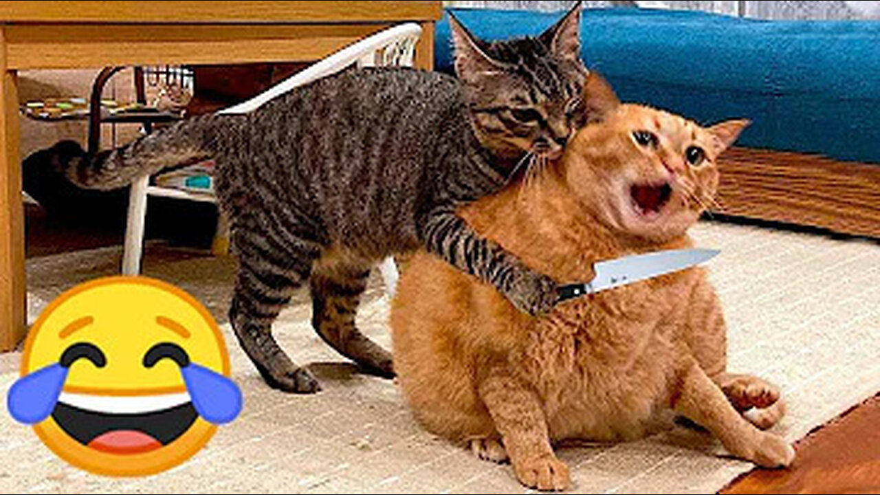 New Funny Animals 😂 Funniest Cats and Dogs Videos 😺🐶