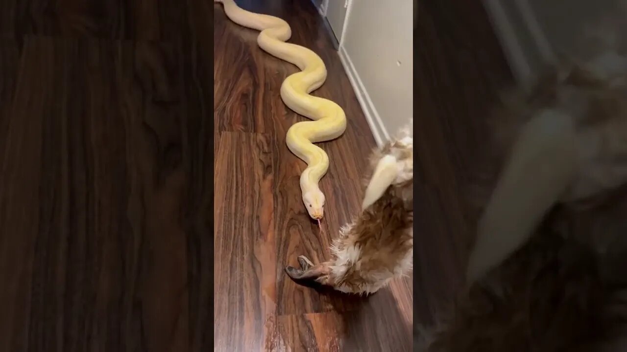 Banana Pudding Vs GIANT Bunny Rabbit! 🐇 🐍