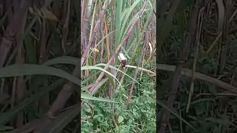 jaring burung emprit, ada yang nyangkut satu,