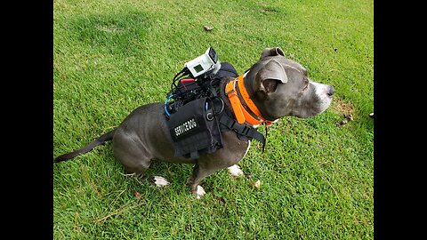 [LIVE] Life is Better from a Dog's POV // Animal Rescue