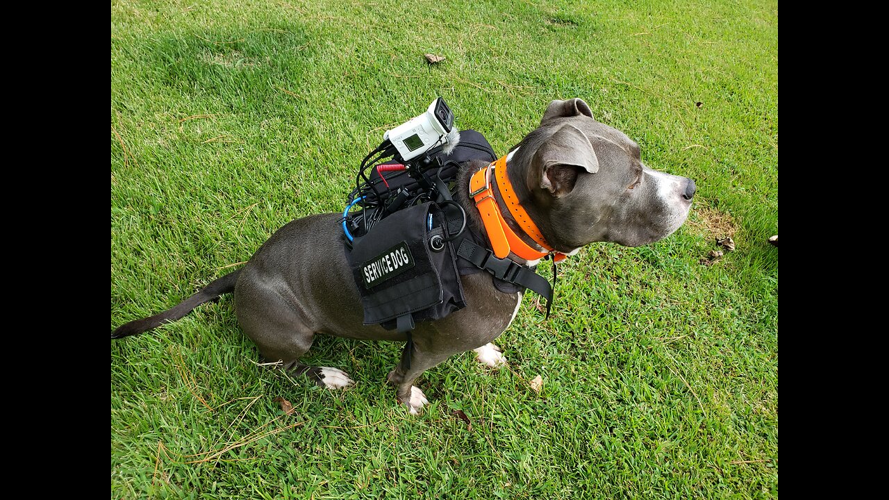 [LIVE] Life is Better from a Dog's POV // Animal Rescue