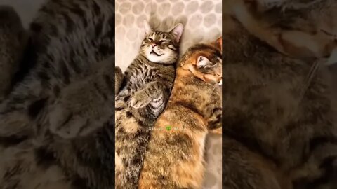 बिल्ली सोते हुए खराठा भर रही है🤣Cat filling up sleeping👈