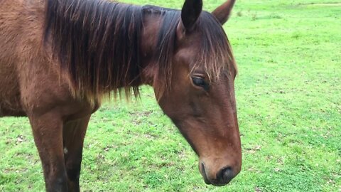 Some updates on the girls, some homemade fly protection and grooming