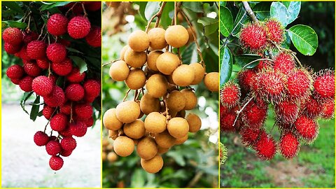 OMG😱 Very Delicious Ninja Fruit Cutting😳😳