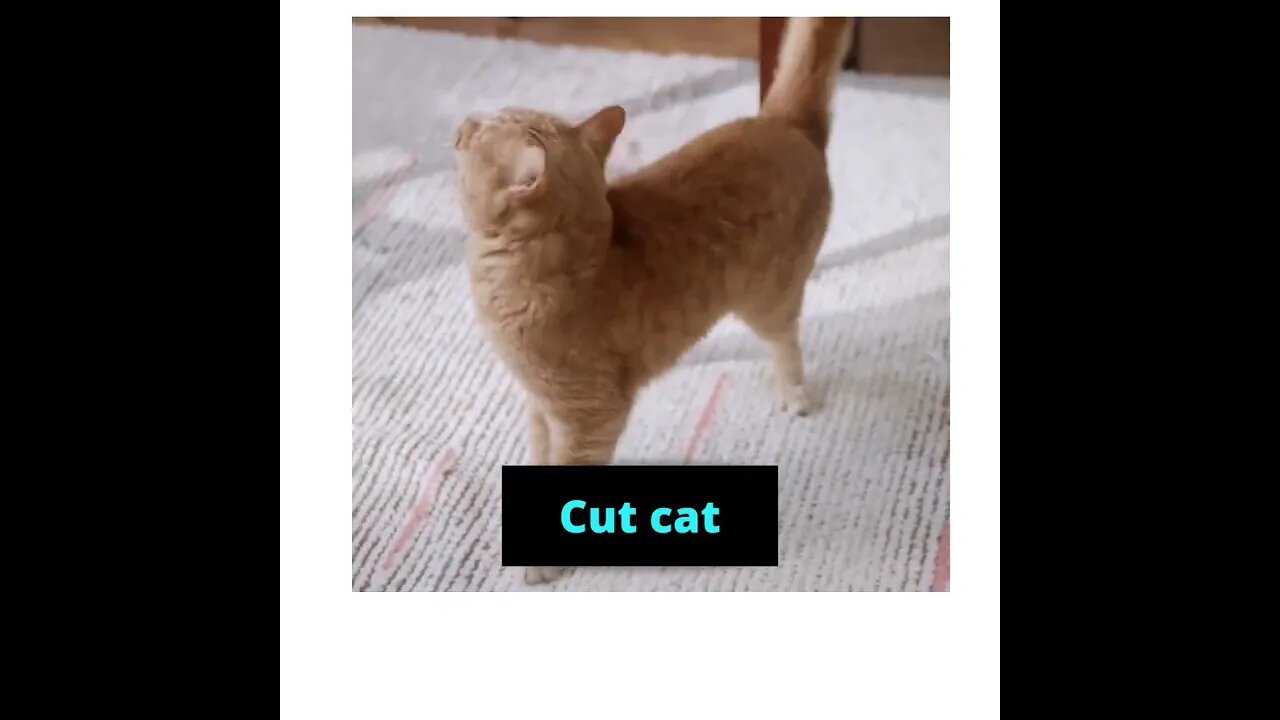 funny cat videos 😺