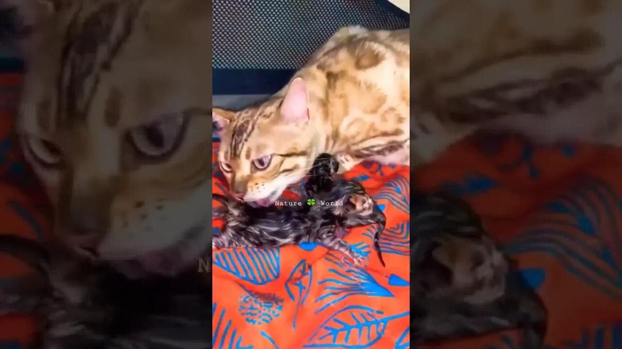 Bahut Sari Pyari Kittens🙀Kitten World 👈