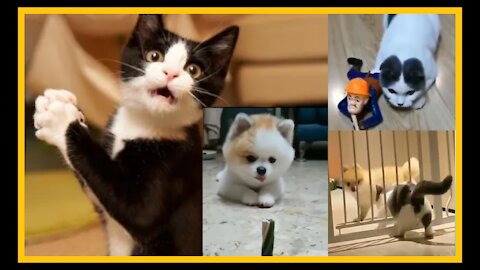 Funniest Animal Videos