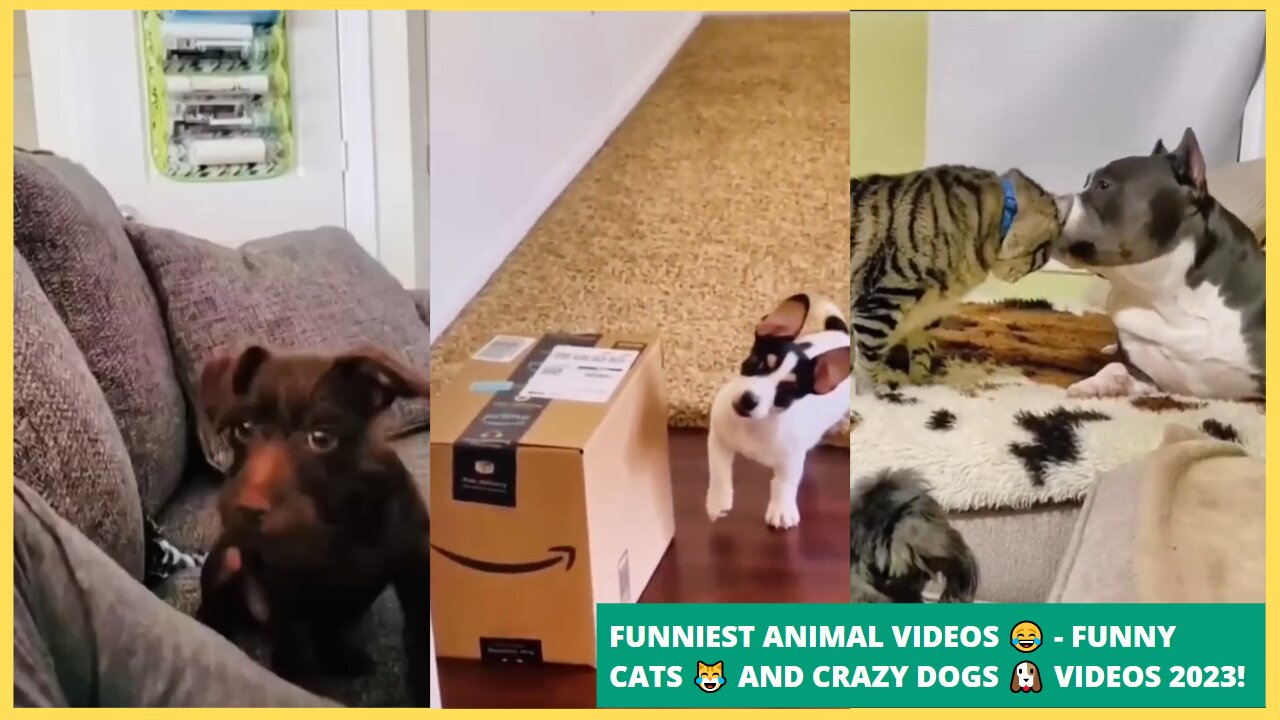 Funniest Animal Videos 😂 - Funny Cats 😹 and Crazy Dogs 🐶 Videos 2023! #3