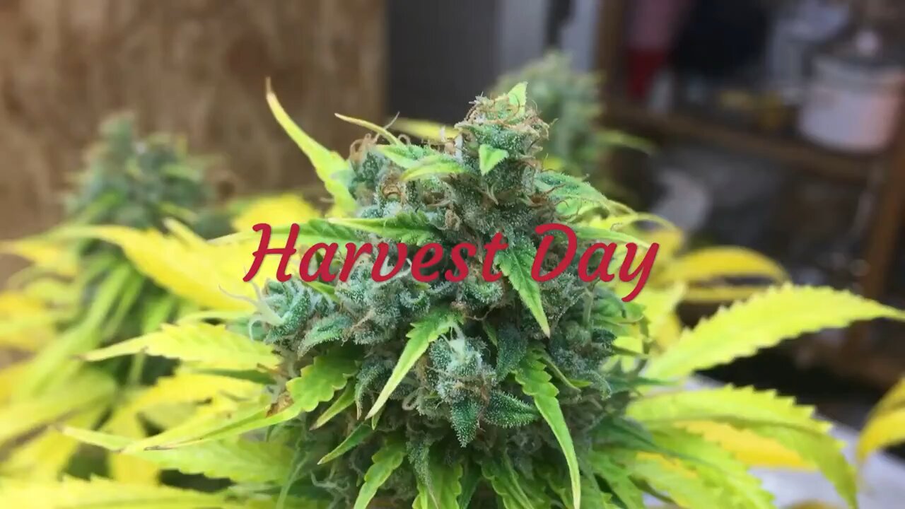 Canuk seeds Critical Mass Auto HARVEST DAY