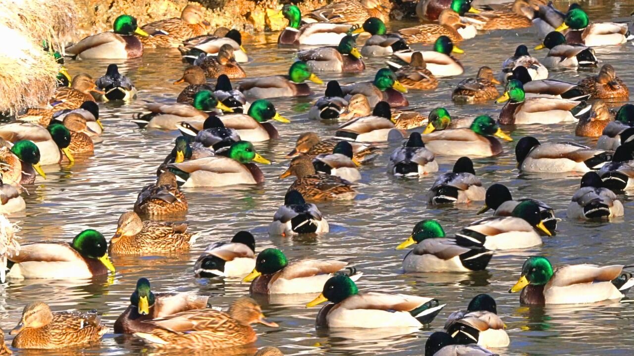 Ice Coast Arctic Mallard Ducks Swimming Around