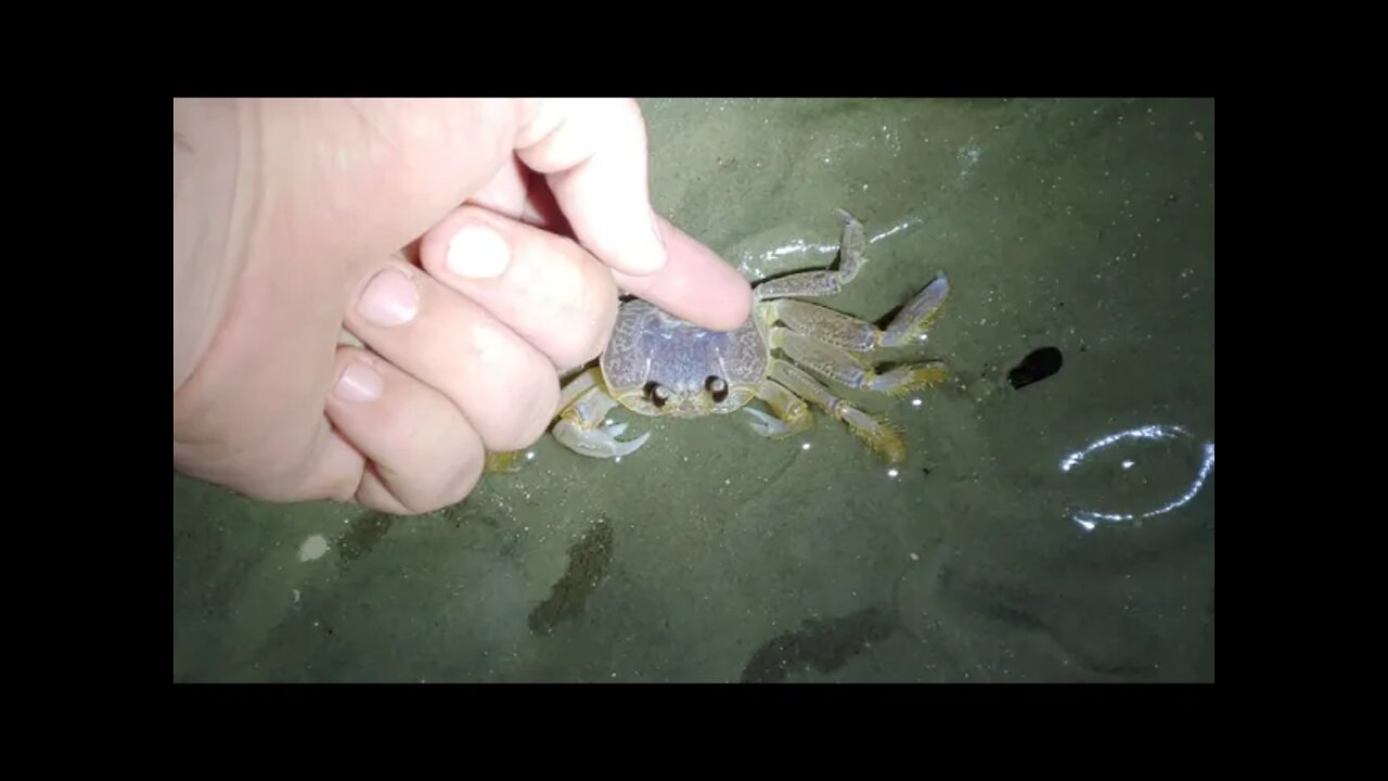 Petting a random Ghost Crab