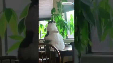 cute cat videos 😹 funny videos 😂 459 😻