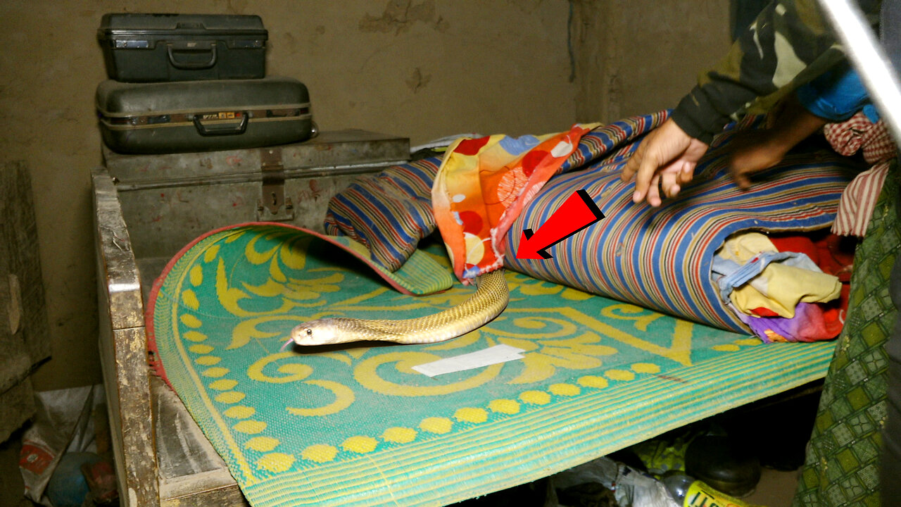 Very Venompous Cobra found hiding under bed