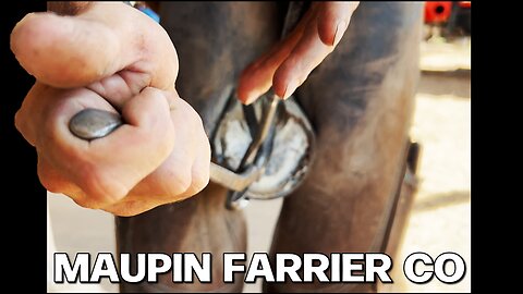 Do You Think You Could Trim This Horse Hoof? : Farrier Restoration ASMR :