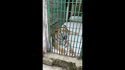 Tiger roaring very loud at zoo