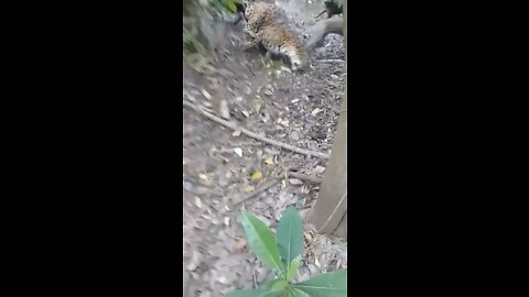 A Tiger gets eaten a live by dogs