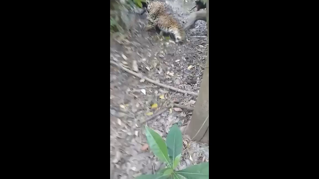 A Tiger gets eaten a live by dogs