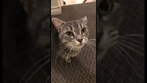 Cat meowing for absolutely no reason