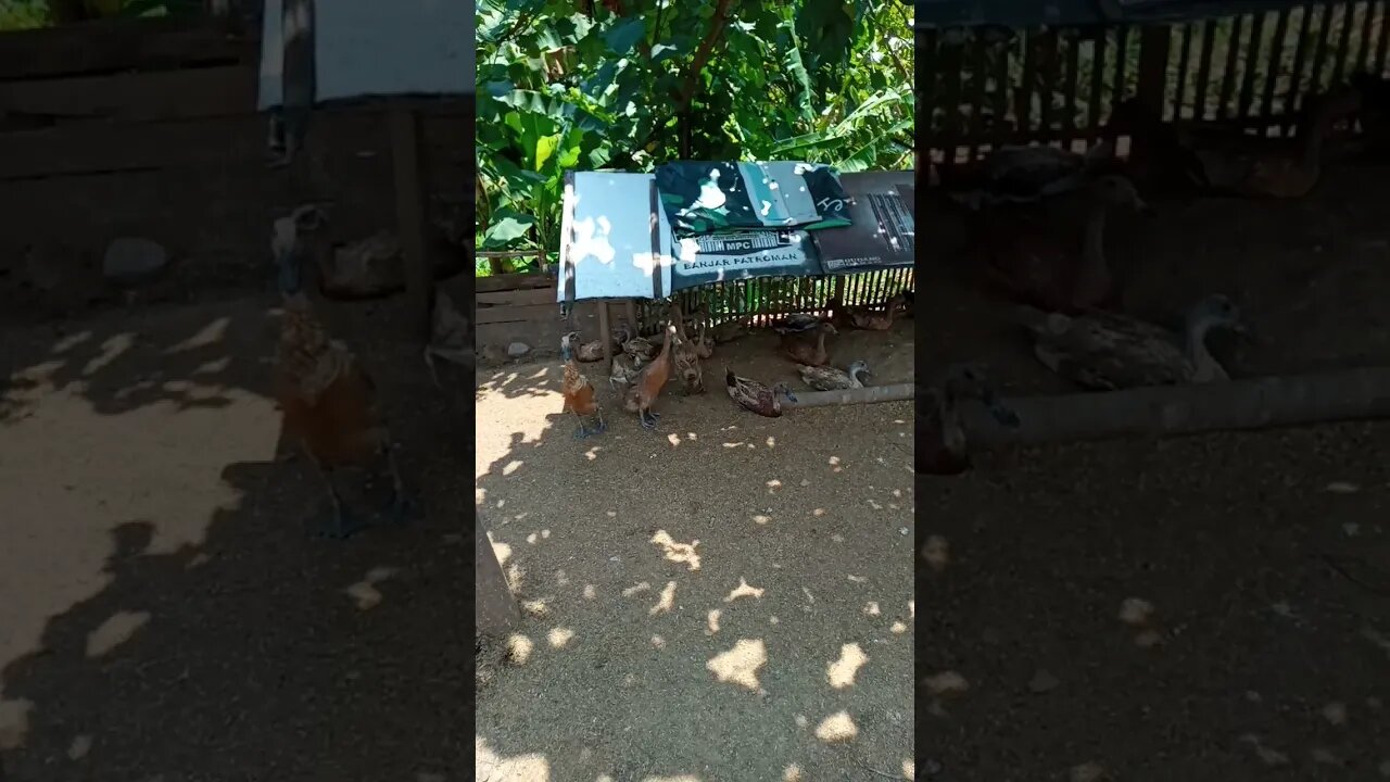 ternak bebek