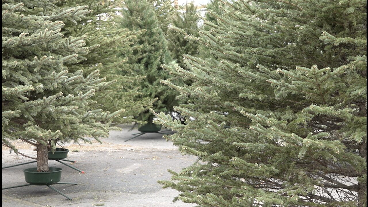 Christmas trees more expensive, harder to come by this year