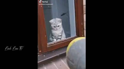 Animal funny video