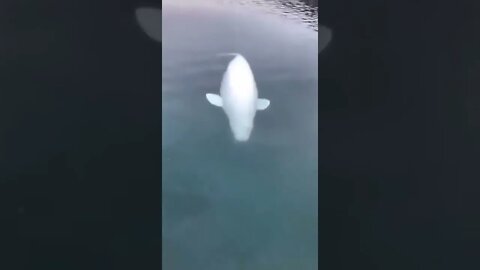 This man drops his iPhone in the water, but this kind whale takes care of it 🥰