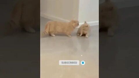 cute cat videos 😹 funny videos 😂 1082 😻 #shorts