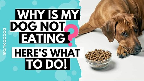 What to do when your dog not eating food or drinking water l Tips on LOSS OF APPETITE l