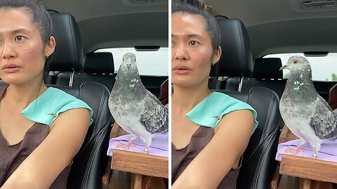 Pigeon Dances With Owner During Car Ride