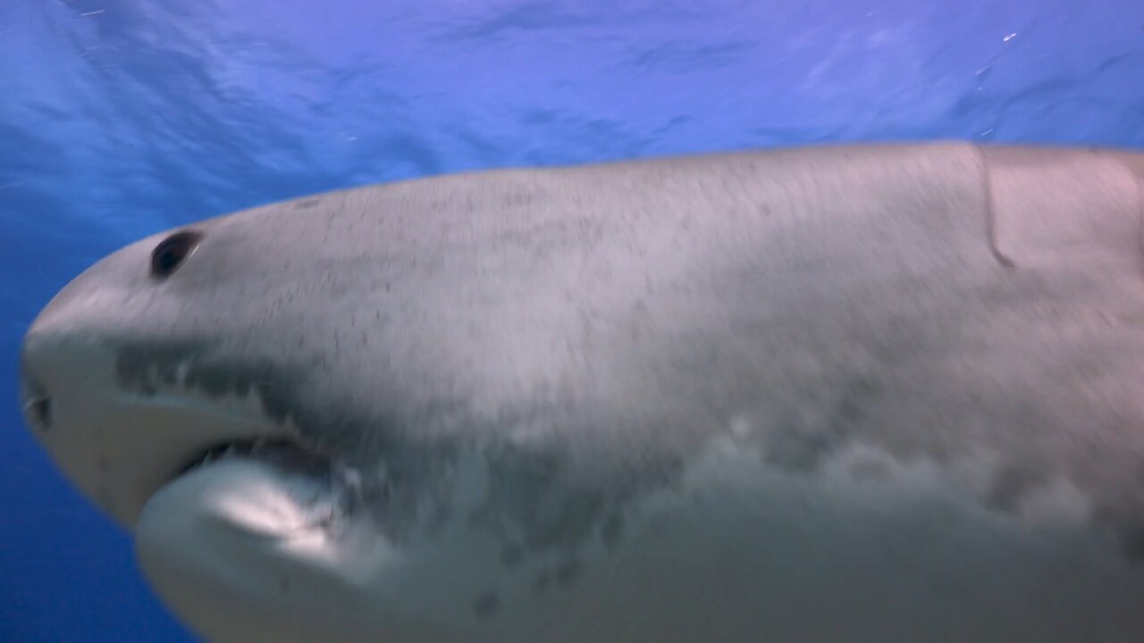 Woman Attacked By Tiger Shark While Snorkeling