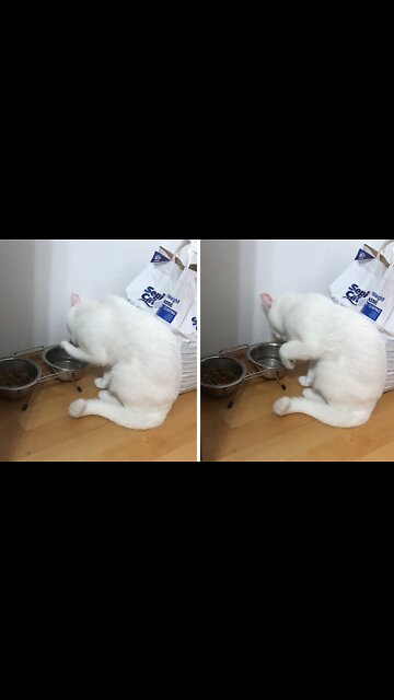Fancy Cat Drinks Water In Very Sophisticated Manner