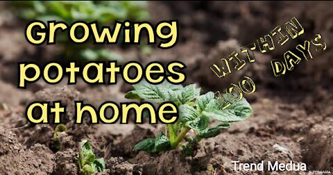 Follow growing potatoes at home for 100 days